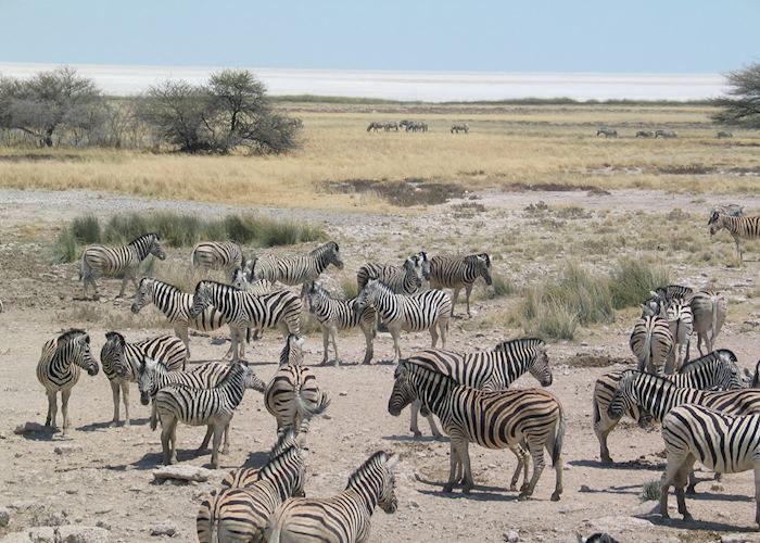 Zebra beside the Etosha Pan