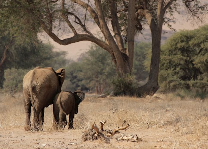 Desert elephant in a dry river bed