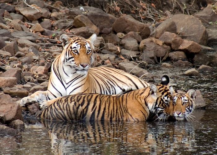 Female tiger and her cubs, Ranthambhore National Park