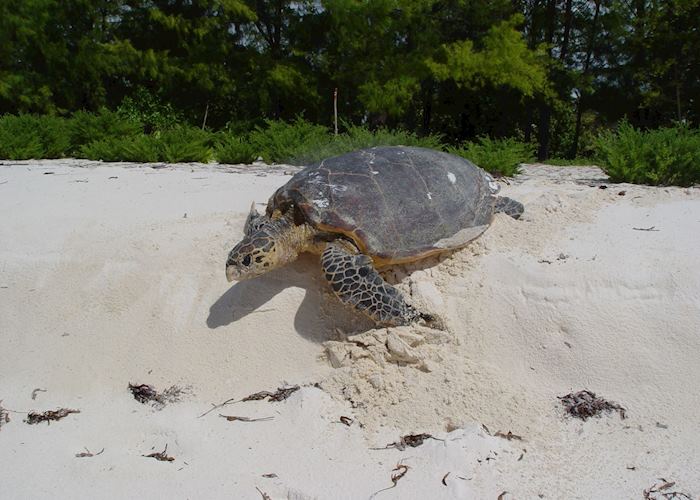 Hawskbill turtle, Bird Island