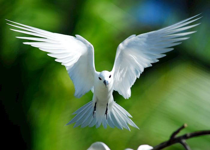 Fairy tern