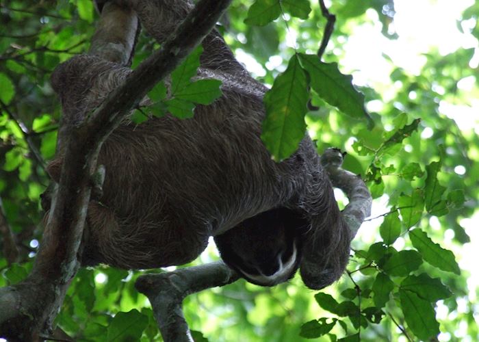 Sloth along the Pipeline Road, Soberania National Park