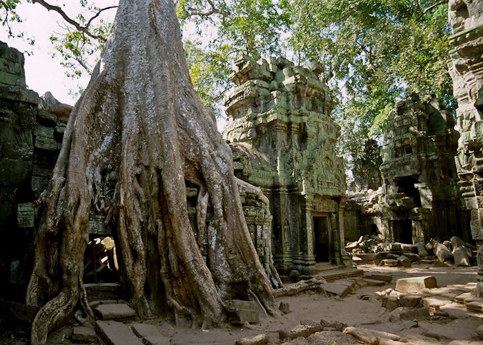 Twisted limbs among Ta Prohm, Siem Reap