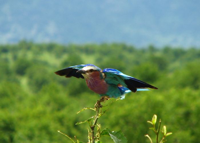 Lilac-breasted Roller, Ruaha National Park, Tanzania