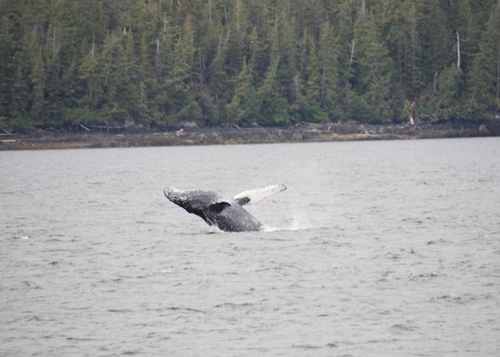 Breaching humpback whale, Misty Fjords National Monument