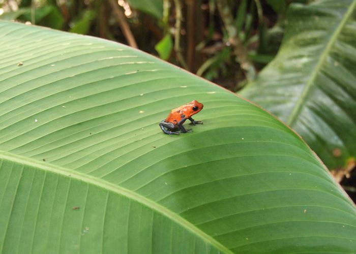 Poison dart frog, Los Guatuzos Wildlife Refuge