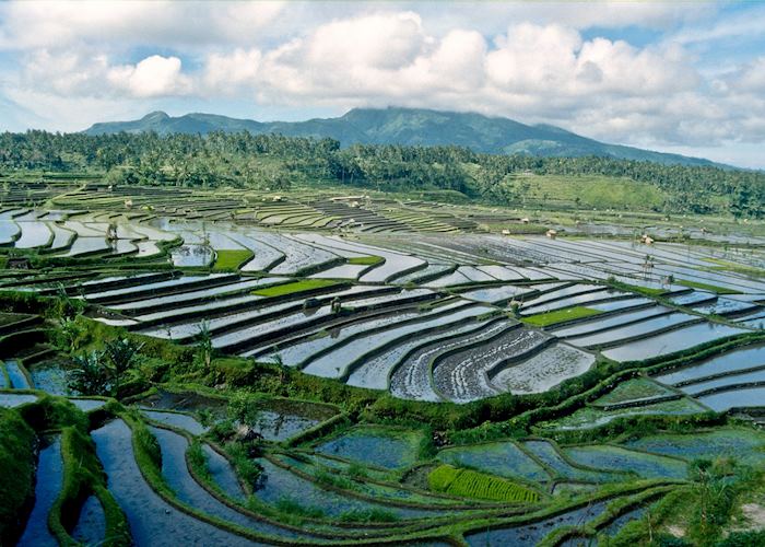 Paddy fields outside Ubud, Indonesia