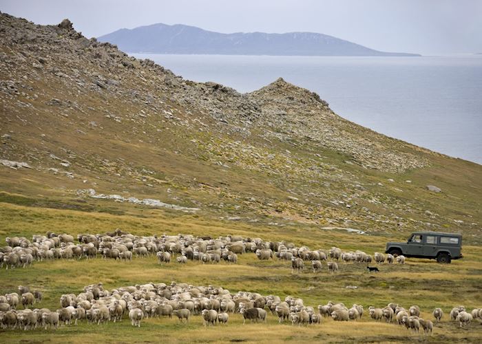 Carcass Island, The Falkland Islands