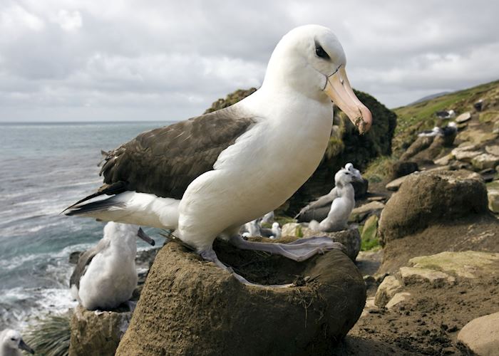 Black-browed albatross, the Falkland Islands