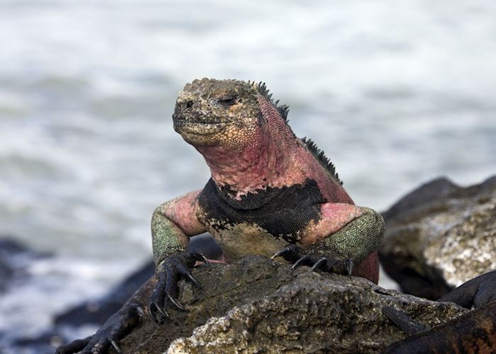 Galapagos Marine Iguana