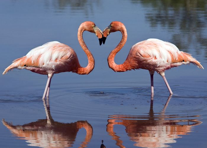 Galapagos Flamingos