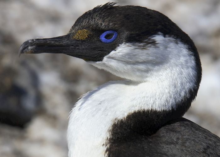 Blue eyed shag, Antarctica