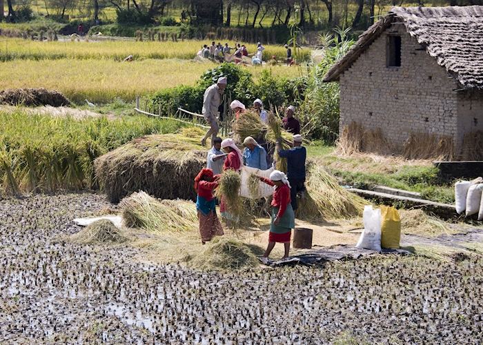 Local farmers producing rice in the Annapurna Region