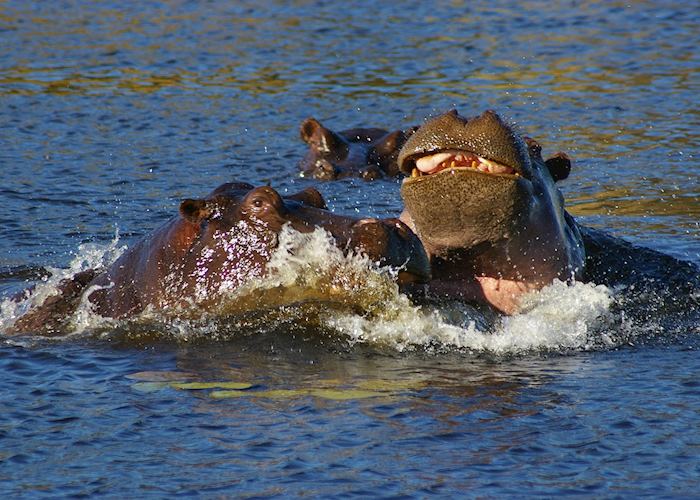 Hippo, Moremi Wildlife Reserve