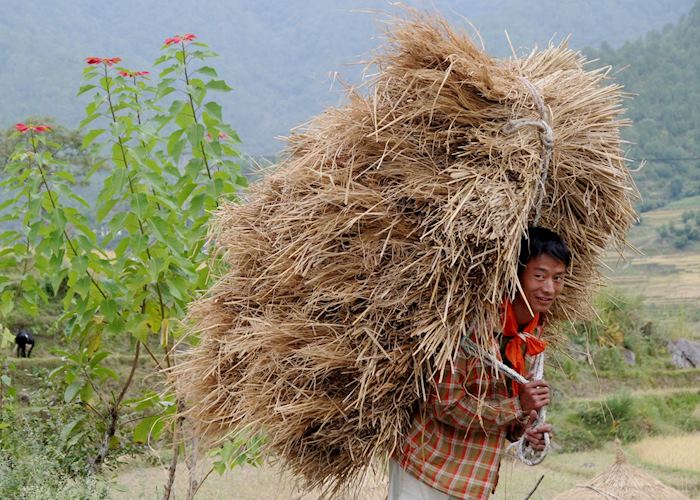 A local farmer carrying straw, Punhaka Valley