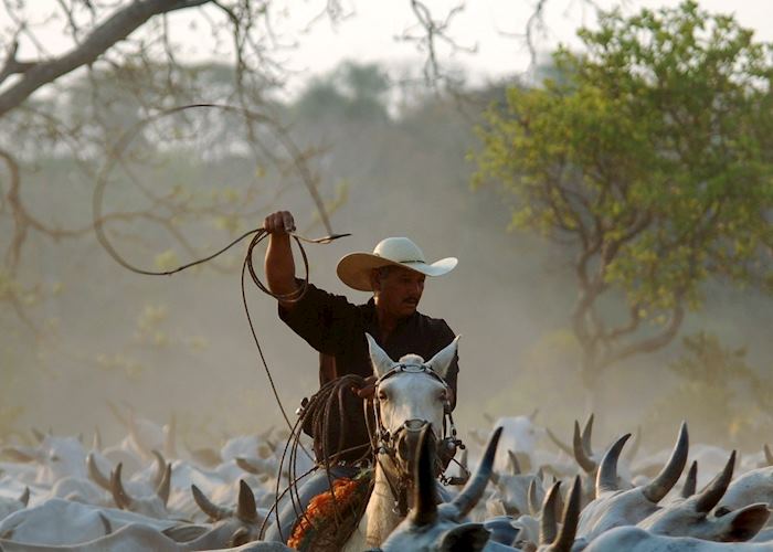 Cowboy at Fazenda Barranco Alto