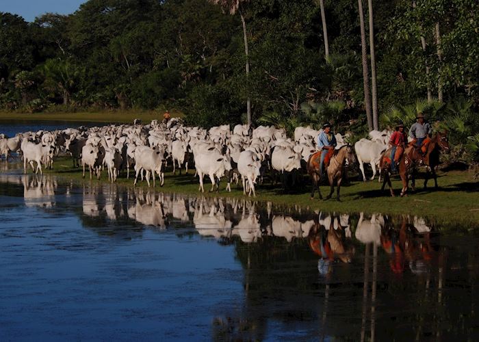 Cowboys and cattle at Fazenda Barranco Alto
