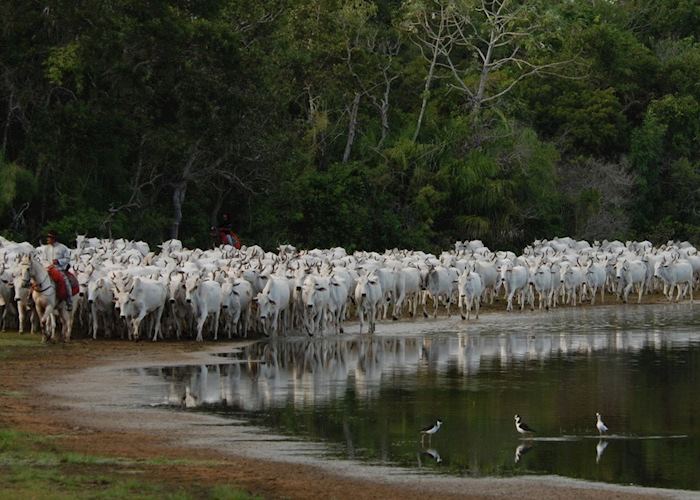 Cowboy and cattle at Fazenda Barranco Alto