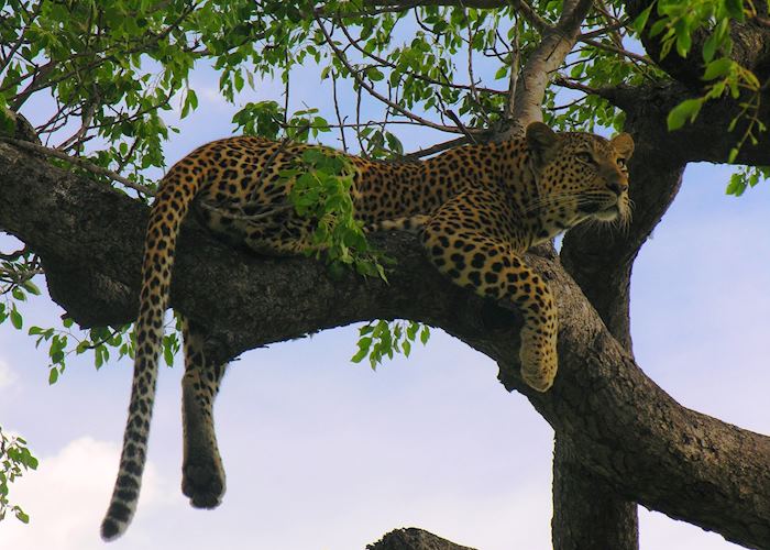 The Sabi Sand Wildtuin, South Africa