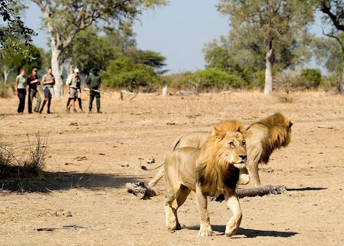 Tracking lion on a walking safari