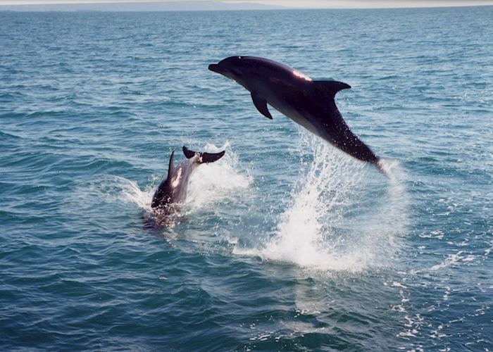 Dolphins in the bay, Whakatane