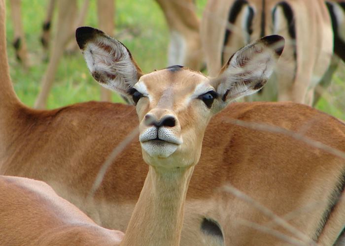 Young impala, South Luangwa National Park