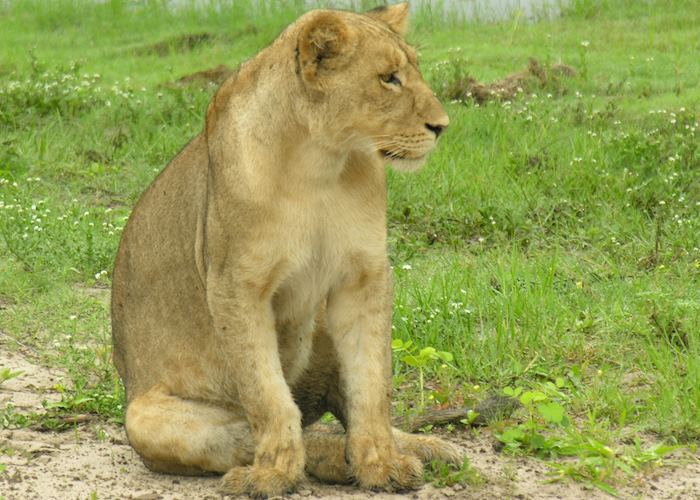 Lion, Chobe National Park