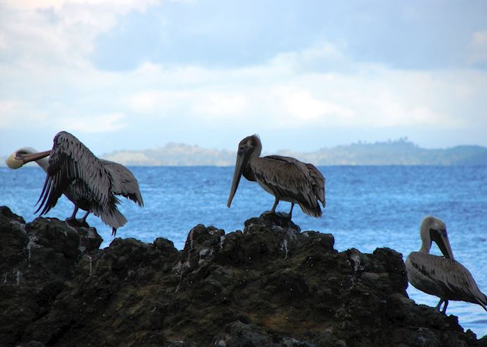 Pelicans, Osa Peninsula