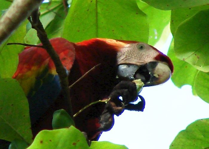 Scarlet macaw, Osa Peninsula