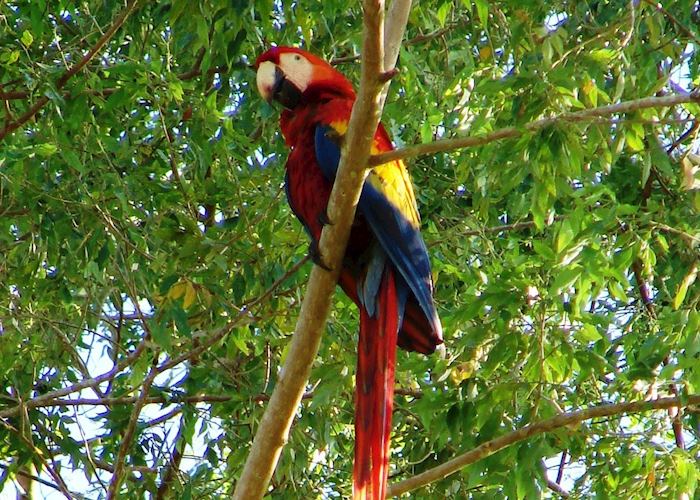 Scarlet Macaw, Osa Peninsula