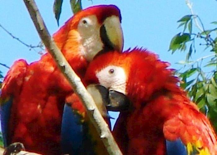 Scarlet Macaw, Osa Peninsula