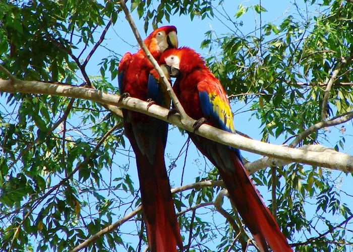 Scarlet Macaw, Osa Peninsula