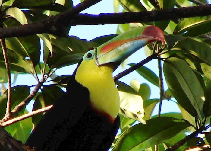 Keel-billed Toucan, El Petén