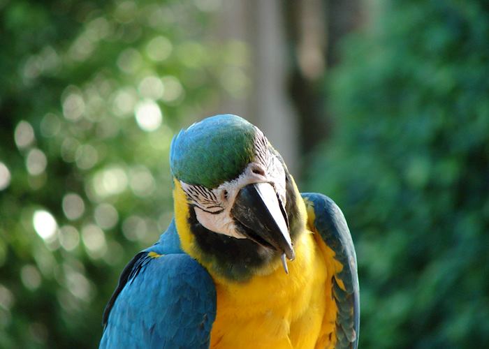 Blue and Yellow Macaw, Pearl Islands
