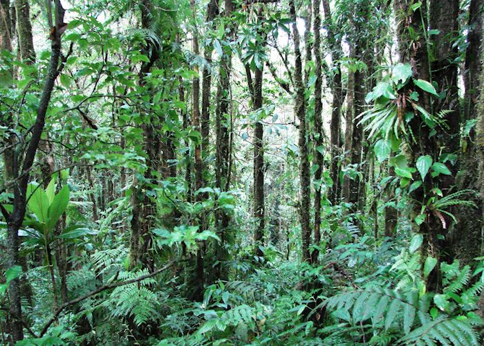 Cloud-forest, Monteverde