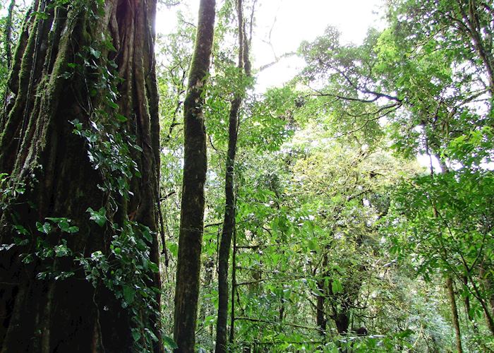 Cloud-forest, Monteverde