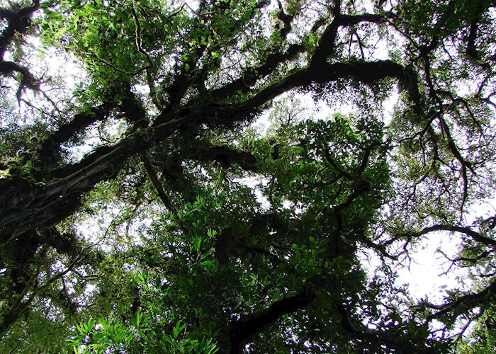 Cloud-forest, Monteverde