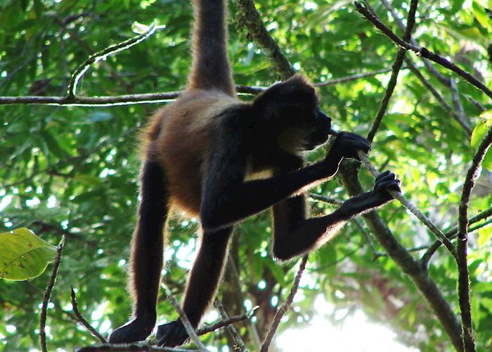 Spider monkey, Osa Peninsula