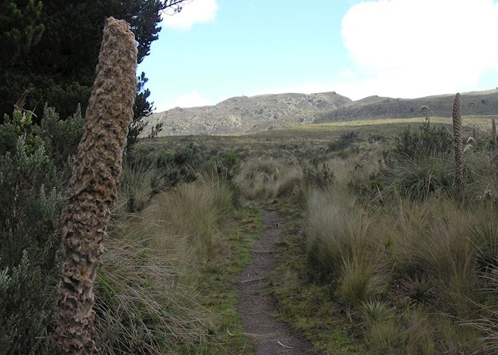Cotopaxi National Park, Avenue of Volcanoes, Ecuador
