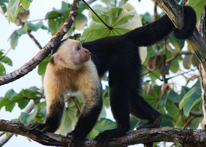 Capuchin, Casa Corcovado Jungle Lodge, Costa Rica