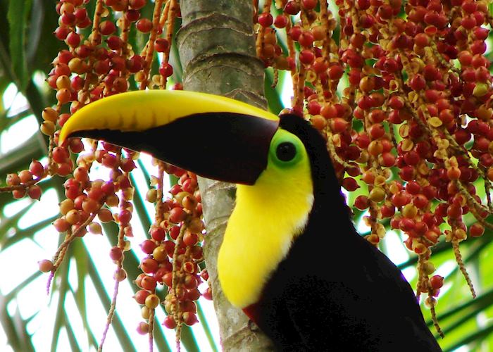 Chestnut-mandibled toucan, Costa Rica