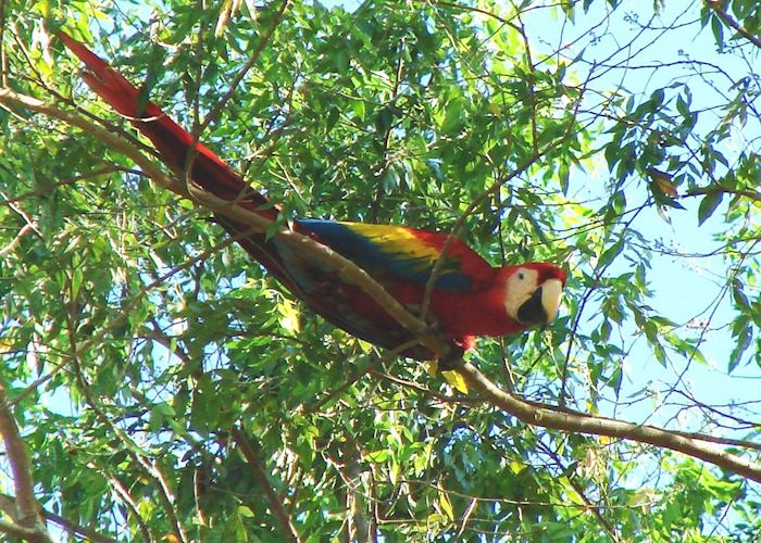 Scarlet Macaw, Costa Rica
