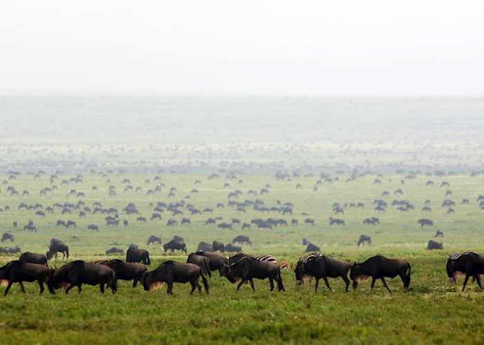 The Great Migration in Loliondo