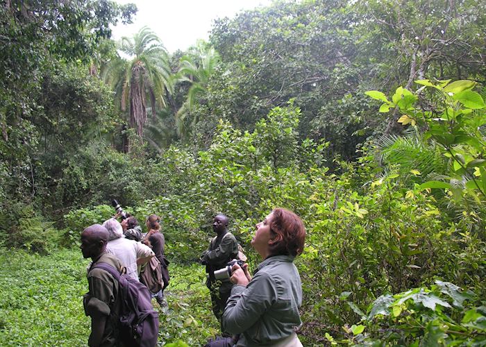 Photographing chimpanzees in Kibale Forest