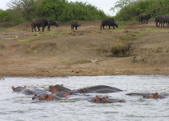 Buffalo & hippo in the Kazinga Channel