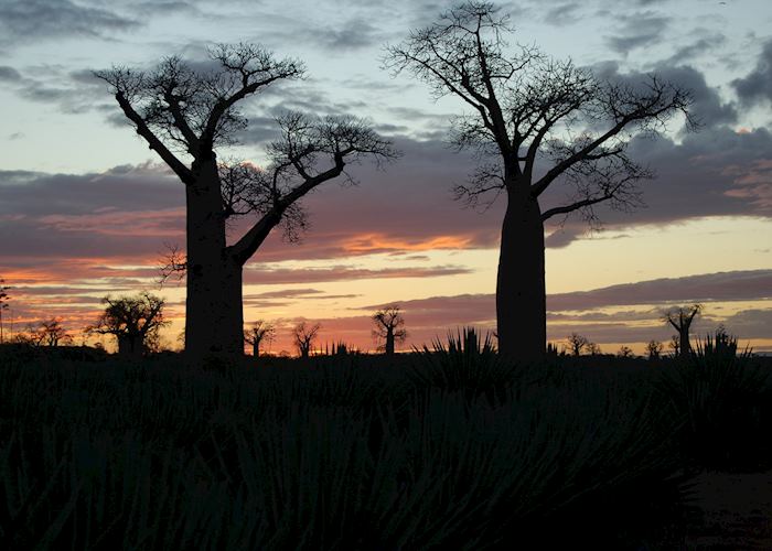 Baobabs, Ifotaka Community Forest, Madagascar