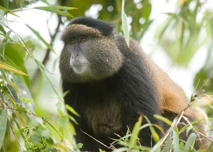 Golden monkey, Volcanoes National Park