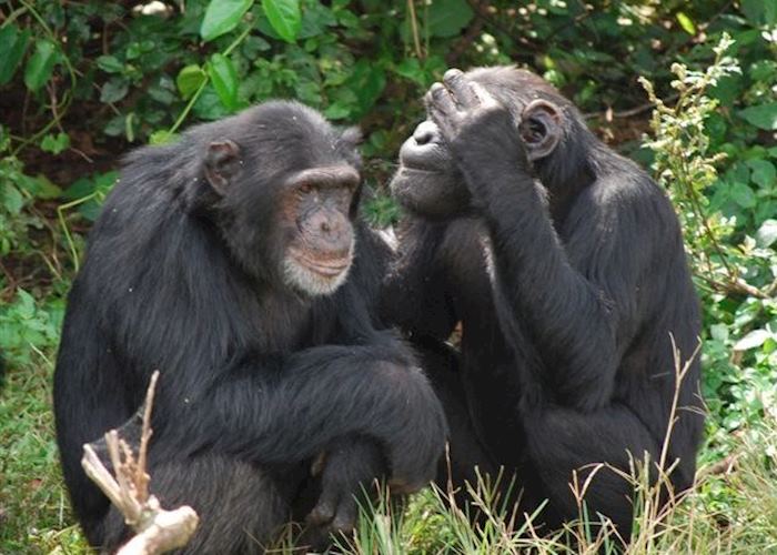 Ngamba Island Chimpanzee Sanctuary, Uganda