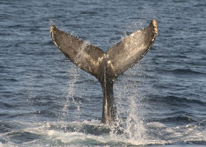 Grey Whale, Sea of Cortez
