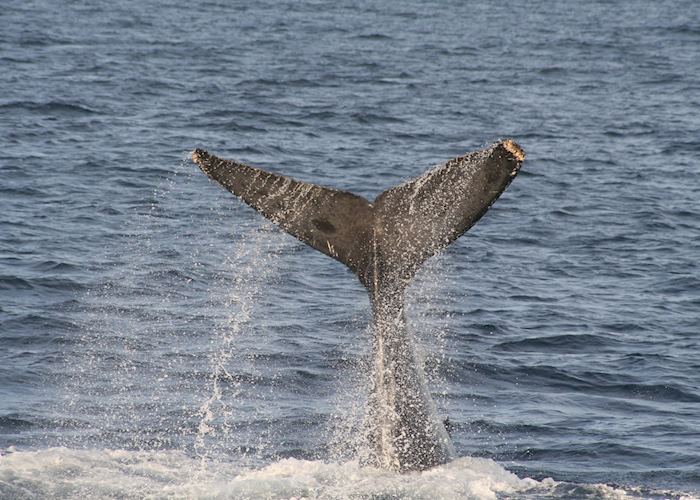 Gray Whale, Baja California